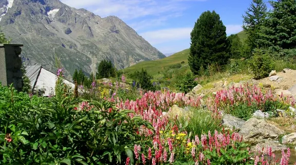 Jardin botanique alpin du Lautaret