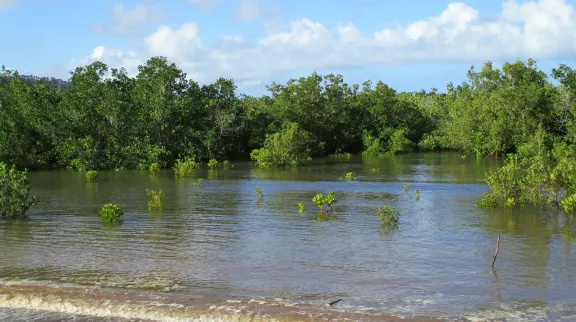 Mangrove